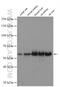 Occludin antibody, 13409-1-AP, Proteintech Group, Western Blot image 