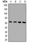 TXK Tyrosine Kinase antibody, orb382503, Biorbyt, Western Blot image 