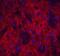 NP2 antibody, 4573, ProSci Inc, Immunofluorescence image 