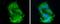 APOC3 antibody, PA5-77862, Invitrogen Antibodies, Immunofluorescence image 