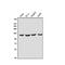 2'-5'-Oligoadenylate Synthetase 3 antibody, A05032-1, Boster Biological Technology, Western Blot image 
