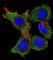 REL Proto-Oncogene, NF-KB Subunit antibody, abx025303, Abbexa, Western Blot image 