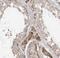 ER Lipid Raft Associated 1 antibody, FNab02848, FineTest, Immunohistochemistry paraffin image 