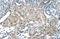 F-box/LRR-repeat protein 7 antibody, A10800, Boster Biological Technology, Immunohistochemistry paraffin image 
