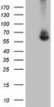 Ring Finger Protein 149 antibody, CF810423, Origene, Western Blot image 
