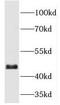 Mitogen-Activated Protein Kinase 8 antibody, FNab04446, FineTest, Western Blot image 