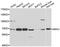 Ribophorin I antibody, LS-C747598, Lifespan Biosciences, Western Blot image 
