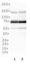 Coagulation Factor XII antibody, NBP1-94203, Novus Biologicals, Western Blot image 
