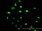  antibody, H00003397-M04, Novus Biologicals, Immunofluorescence image 