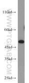 C-Terminal Binding Protein 1 antibody, 10972-1-AP, Proteintech Group, Western Blot image 