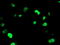 UNG1 antibody, TA503513, Origene, Immunofluorescence image 