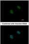 Dual Specificity Phosphatase 2 antibody, PA5-28775, Invitrogen Antibodies, Immunofluorescence image 
