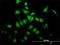 BRISC And BRCA1 A Complex Member 2 antibody, H00009577-B01P, Novus Biologicals, Immunofluorescence image 