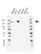 DNA topoisomerase 2-alpha antibody, VMA00677, Bio-Rad (formerly AbD Serotec) , Western Blot image 