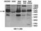 Dual specificity protein phosphatase 16 antibody, orb78296, Biorbyt, Western Blot image 