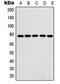 Fibulin 1 antibody, LS-B13573, Lifespan Biosciences, Western Blot image 