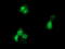 Glucokinase regulatory protein antibody, M02122, Boster Biological Technology, Immunofluorescence image 