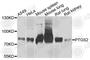 COX2 antibody, A1253, ABclonal Technology, Western Blot image 