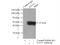Enolase 1 antibody, 55237-1-AP, Proteintech Group, Immunoprecipitation image 