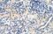 Zinc finger protein 271 antibody, PA5-68710, Invitrogen Antibodies, Immunohistochemistry frozen image 