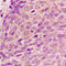 Ribosomal Protein L12 antibody, LS-C368500, Lifespan Biosciences, Immunohistochemistry paraffin image 