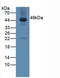 Galactose-3-O-Sulfotransferase 1 antibody, LS-C293978, Lifespan Biosciences, Western Blot image 