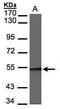 BAF57 antibody, PA5-28421, Invitrogen Antibodies, Western Blot image 