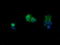 Phosphatidylinositol-4,5-bisphosphate 3-kinase catalytic subunit gamma isoform antibody, LS-C174231, Lifespan Biosciences, Immunofluorescence image 