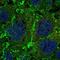 Protein Tyrosine Phosphatase Receptor Type M antibody, HPA003891, Atlas Antibodies, Immunofluorescence image 
