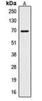 CTP Synthase 1 antibody, orb213802, Biorbyt, Western Blot image 