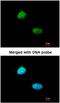 Homeobox-containing protein 1 antibody, NBP1-31316, Novus Biologicals, Immunofluorescence image 