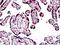 Fanconi anemia group J protein antibody, orb94373, Biorbyt, Immunohistochemistry paraffin image 