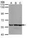 Growth Differentiation Factor 5 antibody, PA5-28815, Invitrogen Antibodies, Western Blot image 