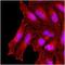 BTB/POZ domain-containing protein KCTD15 antibody, NBP1-49429, Novus Biologicals, Immunofluorescence image 