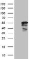 Pancreas Associated Transcription Factor 1a antibody, TA810944, Origene, Western Blot image 
