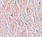 Leucine-rich repeat transmembrane neuronal protein 4 antibody, 6173, ProSci, Immunohistochemistry frozen image 