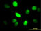 Yes Associated Protein 1 antibody, LS-B4495, Lifespan Biosciences, Immunofluorescence image 