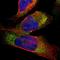 Cathepsin S antibody, HPA002988, Atlas Antibodies, Immunofluorescence image 