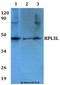 Ribosomal Protein L3 Like antibody, A14459-1, Boster Biological Technology, Western Blot image 