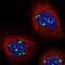 U3 small nucleolar ribonucleoprotein protein MPP10 antibody, NBP1-84341, Novus Biologicals, Immunofluorescence image 