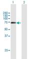 Basic Helix-Loop-Helix Family Member B9 antibody, H00080823-B01P, Novus Biologicals, Western Blot image 