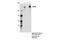 Ubiquitin Specific Peptidase 9 X-Linked antibody, 14898S, Cell Signaling Technology, Immunoprecipitation image 