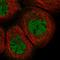 LIM Domain Binding 1 antibody, HPA034488, Atlas Antibodies, Immunofluorescence image 