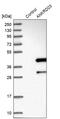 Ankyrin Repeat Domain 23 antibody, PA5-57570, Invitrogen Antibodies, Western Blot image 
