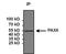 Paired Box 6 antibody, NB300-750, Novus Biologicals, Immunoprecipitation image 