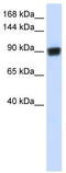 RAD54 Homolog B antibody, TA341584, Origene, Western Blot image 