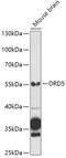 Dopamine Receptor D5 antibody, GTX54003, GeneTex, Western Blot image 