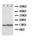 IL-4 antibody, LS-C312594, Lifespan Biosciences, Western Blot image 