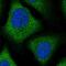 ZFP30 Zinc Finger Protein antibody, HPA030606, Atlas Antibodies, Immunofluorescence image 