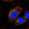 Serine/Threonine Kinase 11 Interacting Protein antibody, NBP2-58347, Novus Biologicals, Immunofluorescence image 